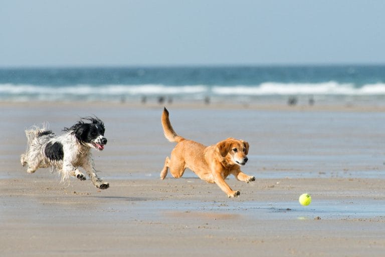 Two dogs playing on the beach