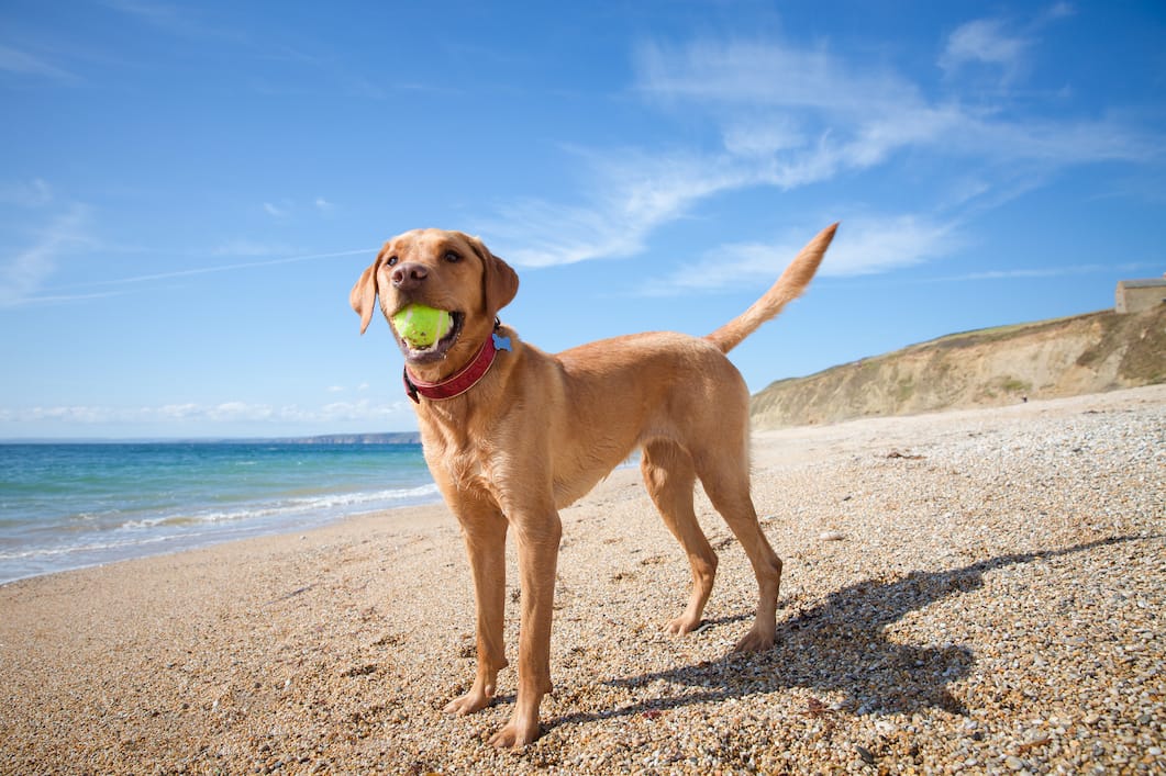 Friendly dog on the beach in Cornwall