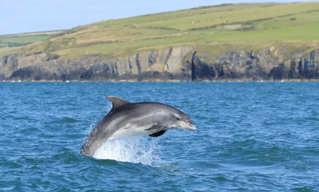 Dolphin playing in the sea in Cardigan Bay.