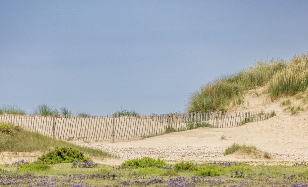 Dog friendly sand dunes at Holkham Beach