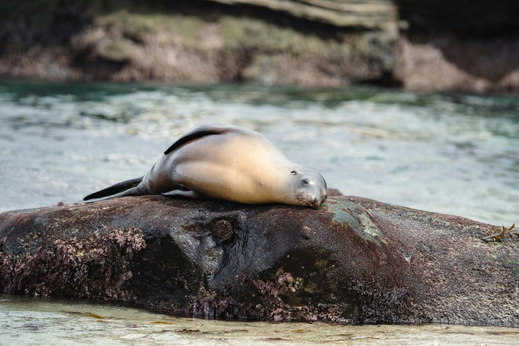 Seal resting on the sunlit coastal rocks.