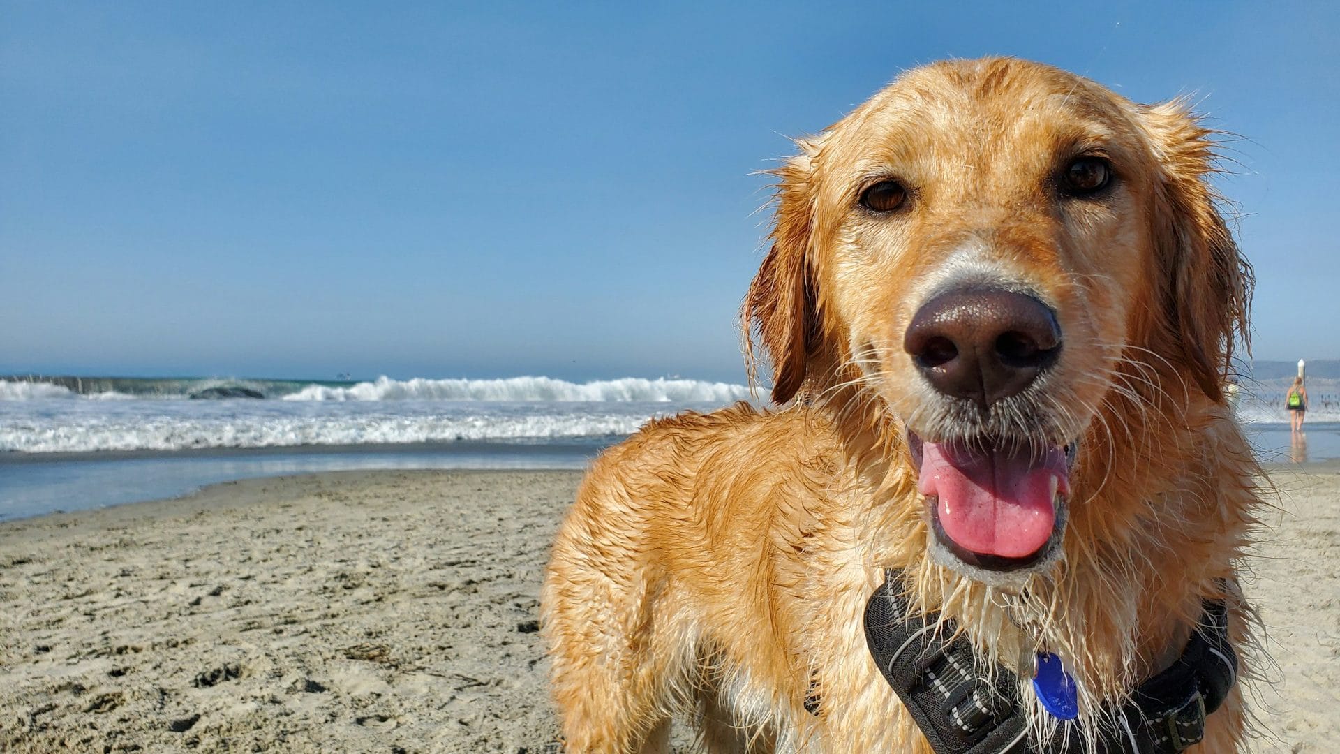 Happy hound on a dog friendly beach