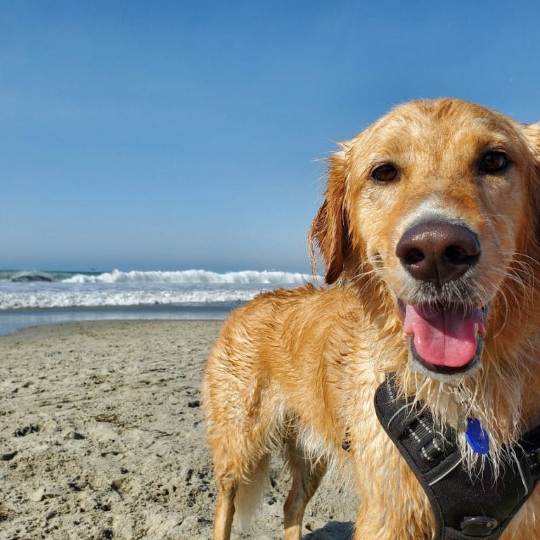 Happy hound on a dog friendly beach