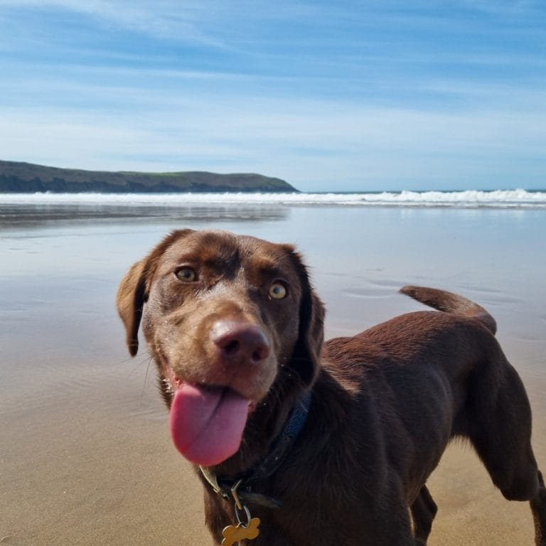 Scotland dog friendly cottages by the sea