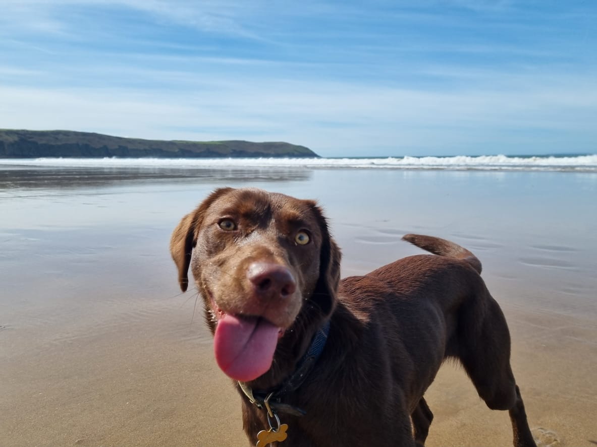 East Sussex dog friendly cottages by the sea