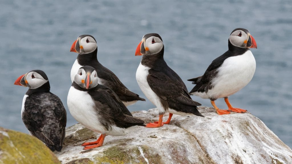 Puffin perched on rocky island ledge.