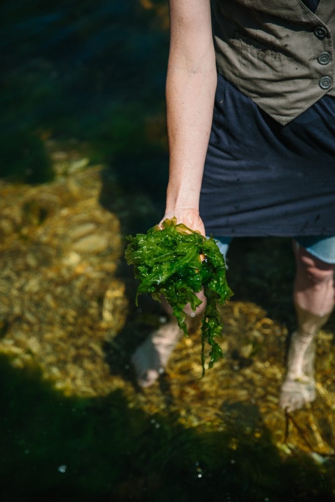 Seaweed foraging in St Ives