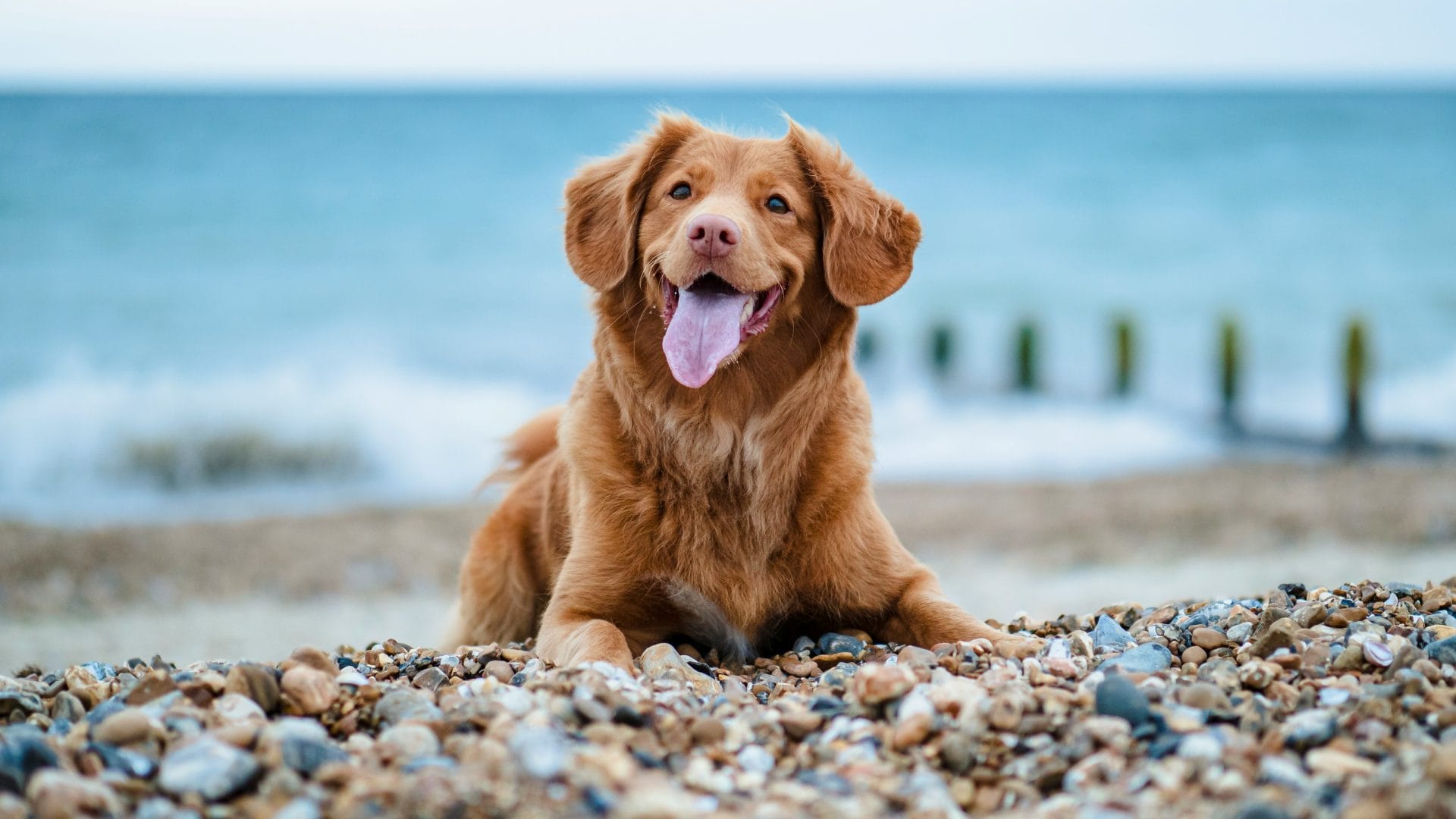 Smiling dog on the beach on a sunny UK day.