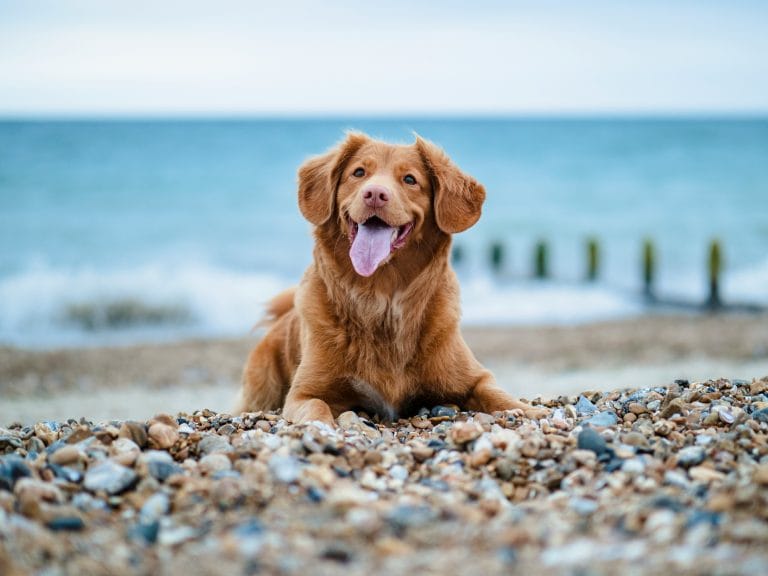 Smiling dog on the beach on a sunny UK day.