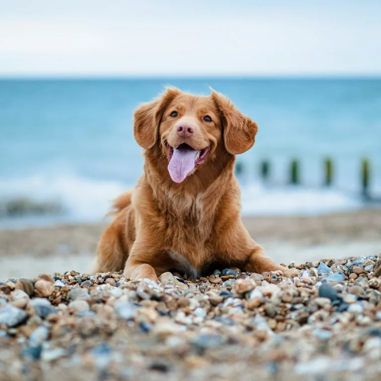 Smiling dog on the beach on a sunny UK day.