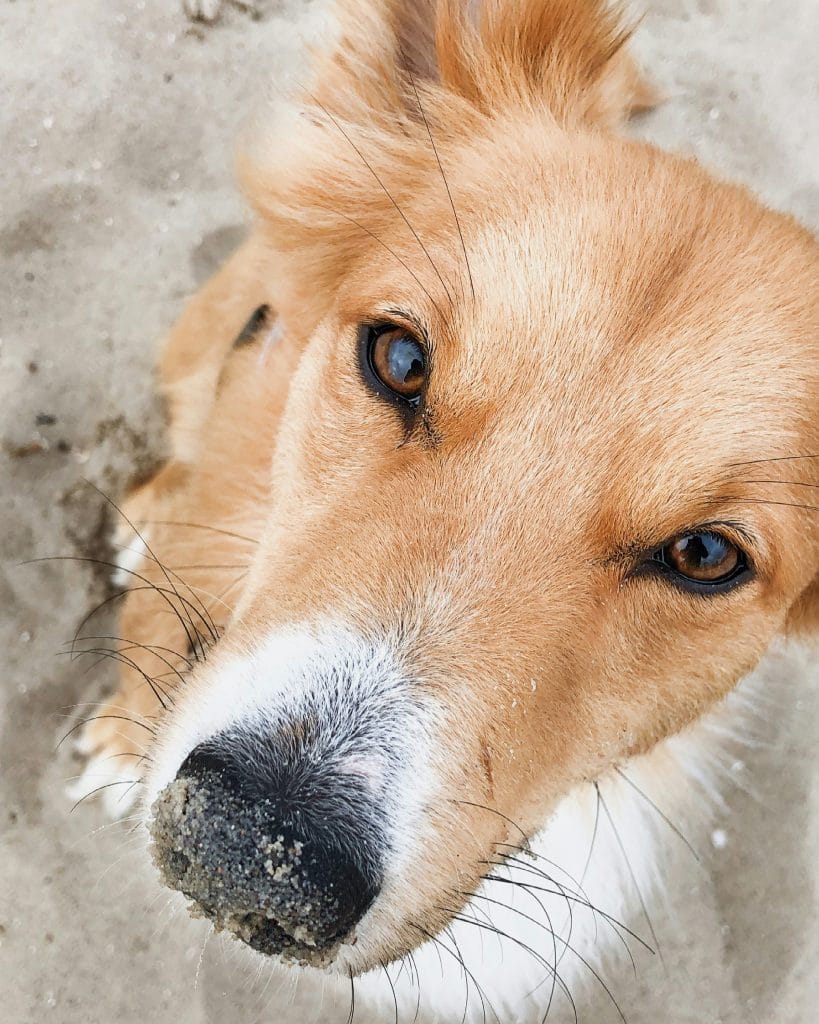 Close up of dog at Studland Bay, Dorset.
