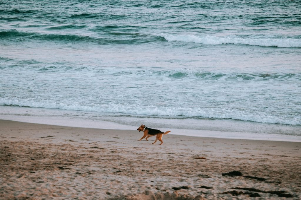 Dog running on the beach in the Highlands.