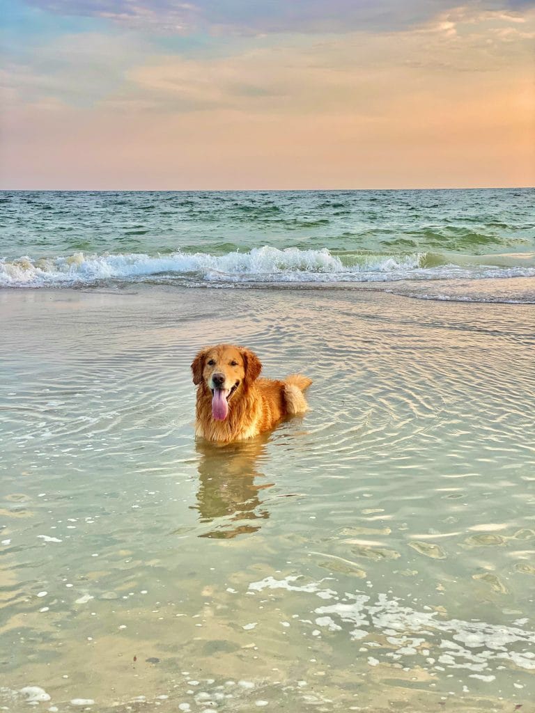 Young dog paddling in the shallow water on a Cornwall beach.