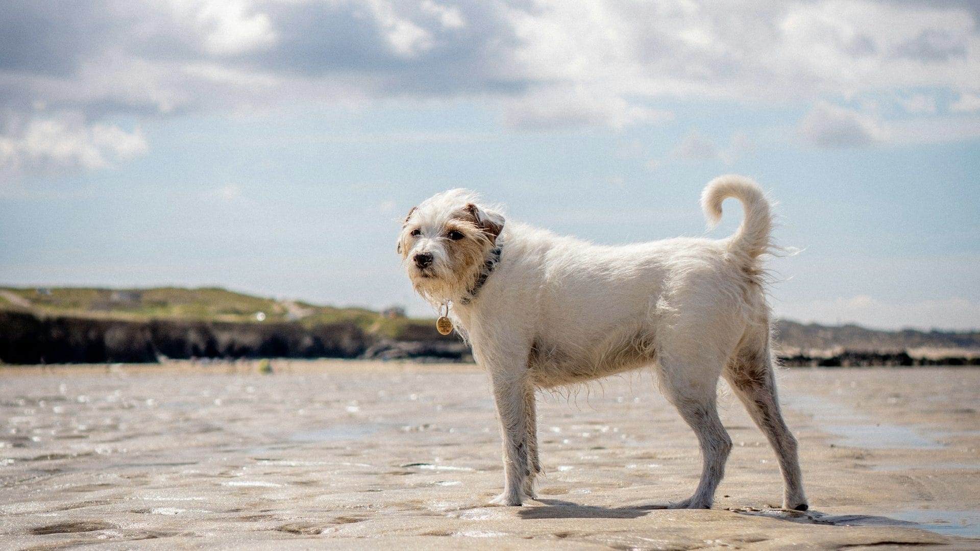 Friendly dog on a sandy beach in West Wales