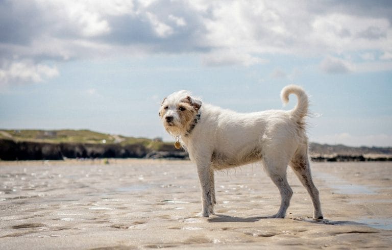 Friendly dog on a sandy beach in West Wales