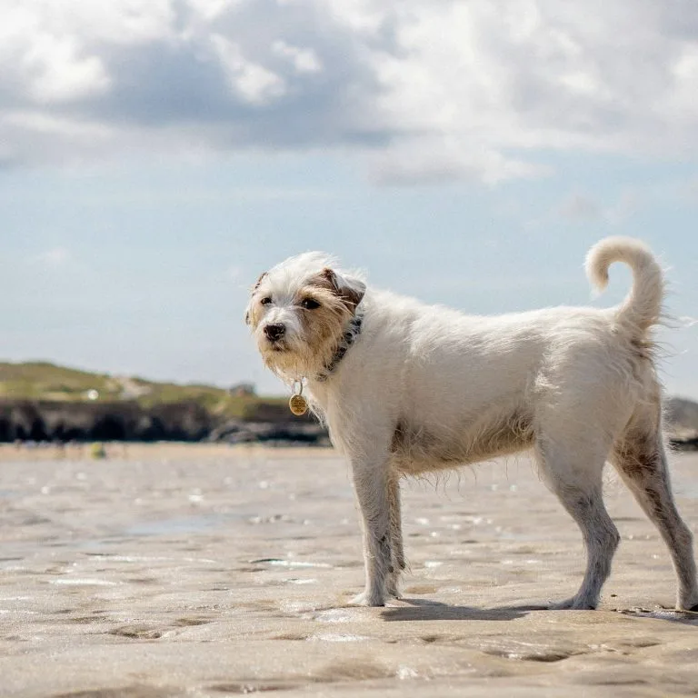 Friendly dog on a sandy beach in West Wales