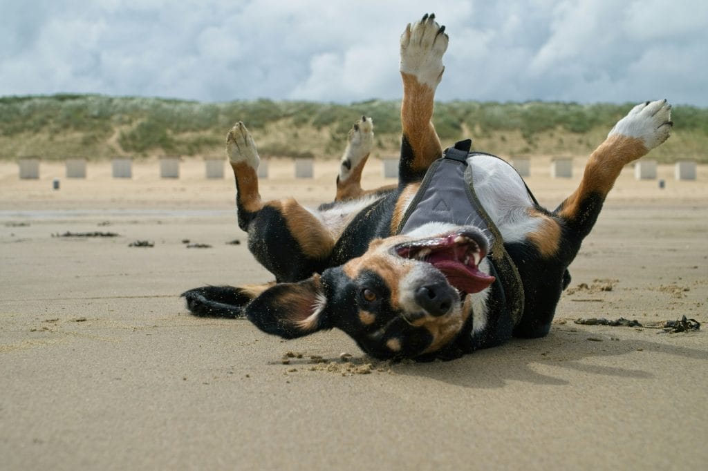 Dog rolling around on its back on a sandy beach.