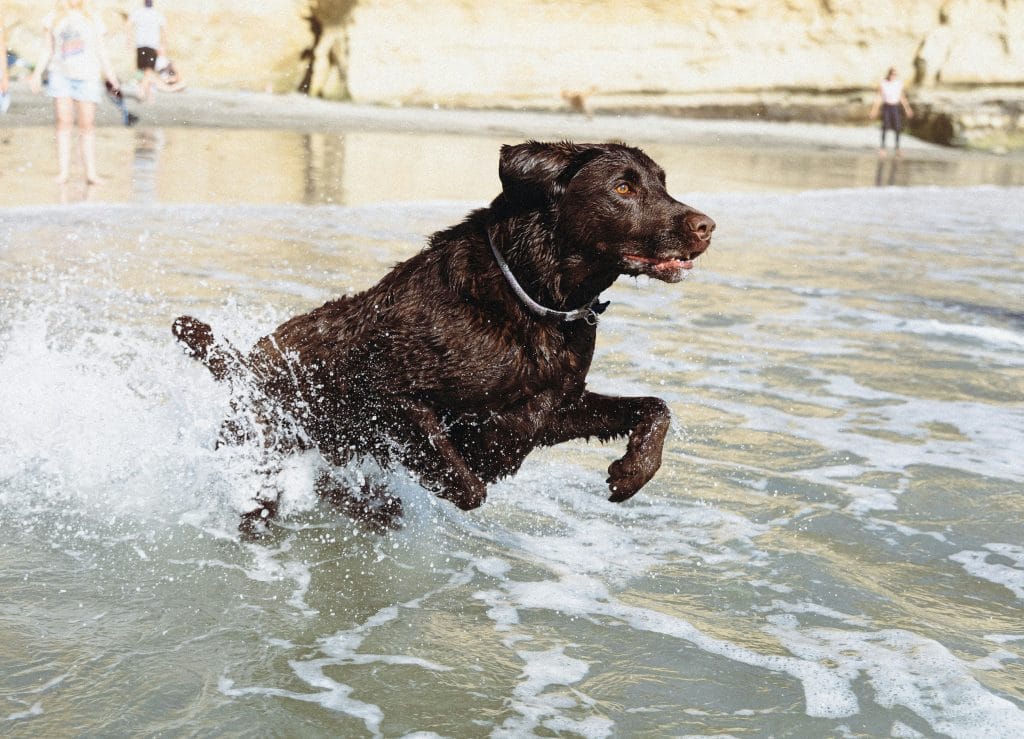 Large brown dog leaping through the waves.