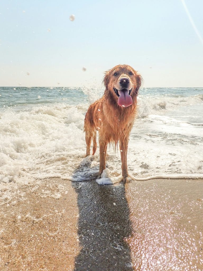 Soaking wet dog after swimming in the sea