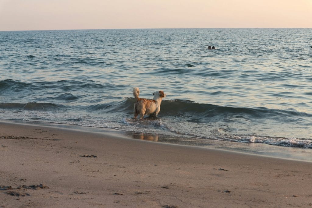 Dog in the shallows looking out to sea, Somerset.