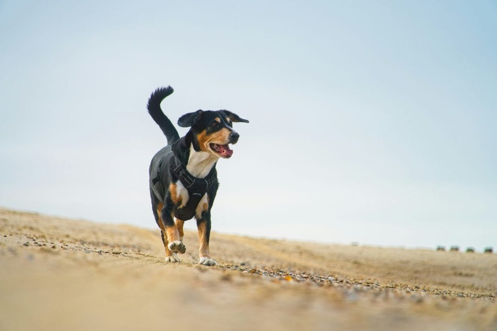 Small dog running on the beach in Yorkshire.