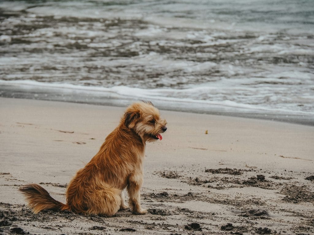 Small dog on the beach in Sussex.