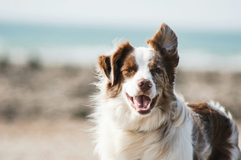 Dog on the beach at Woolacombe, Devon.