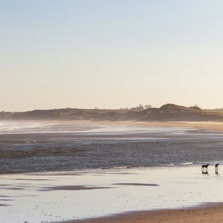 Walking with dogs on a UK beach in winter.