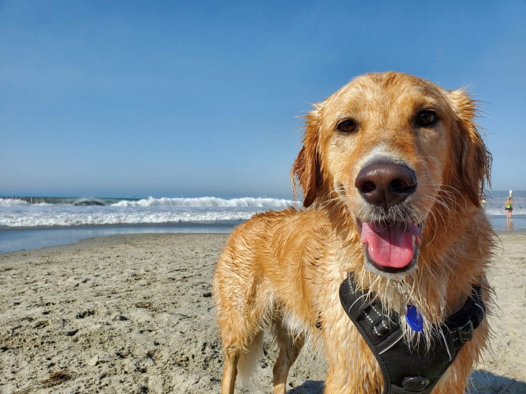 Large friendly dog walking on the sandy beach in Newport
