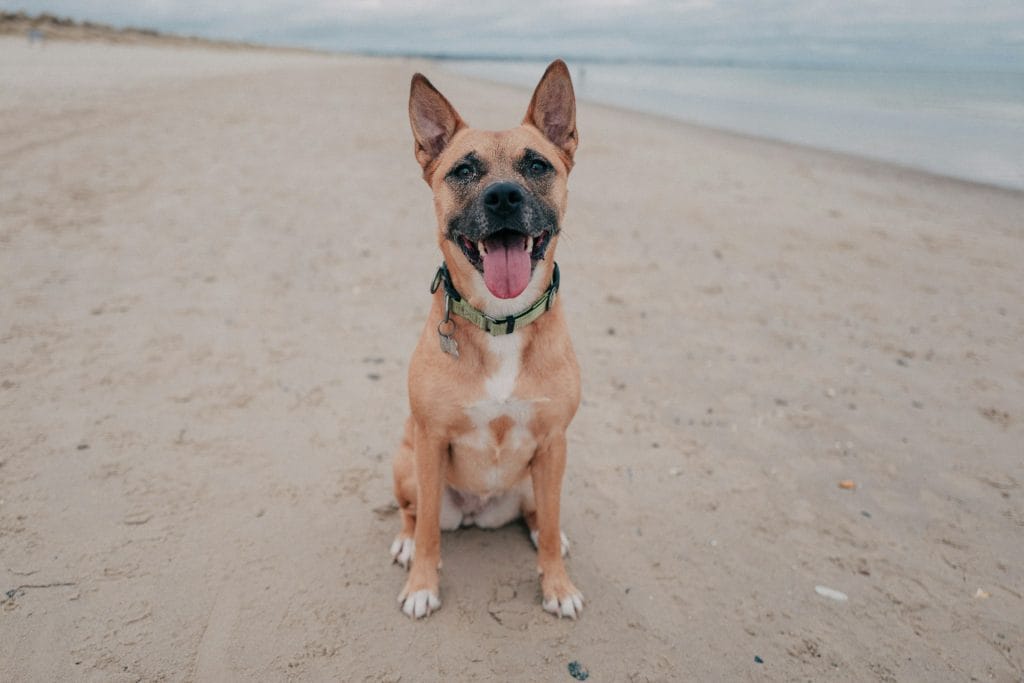 Dog with tongue out sitting on Monkey Beach near Swanage