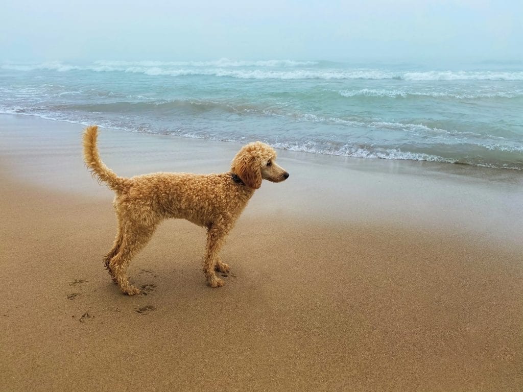 Labradoodle on the beach in Dorset by the shore