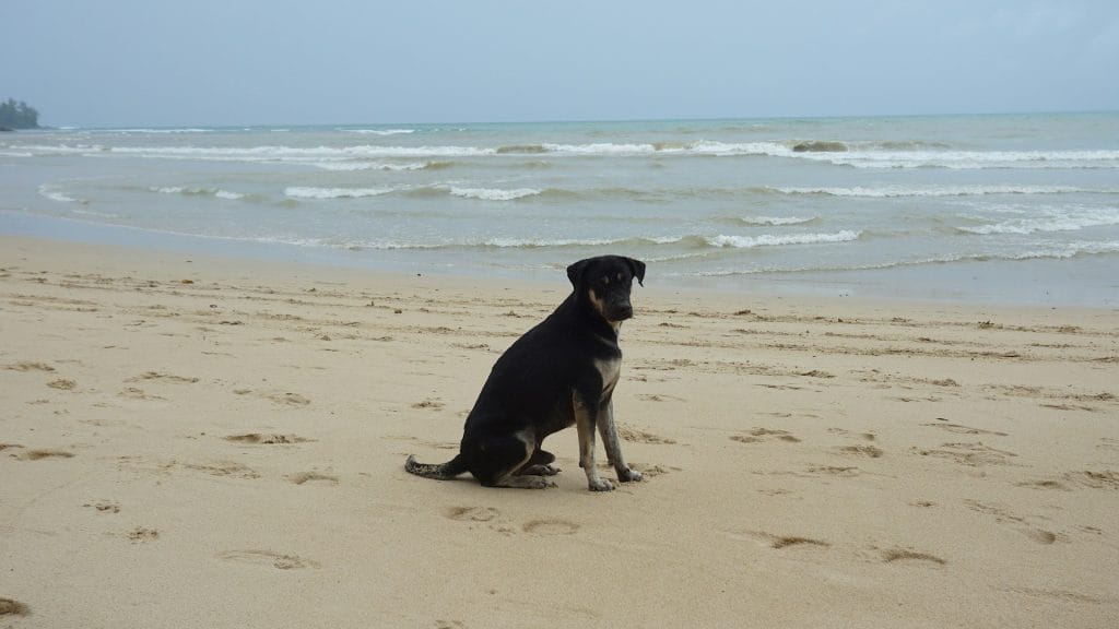 Black dog sitting on the beach at Lyme Regis near the sea