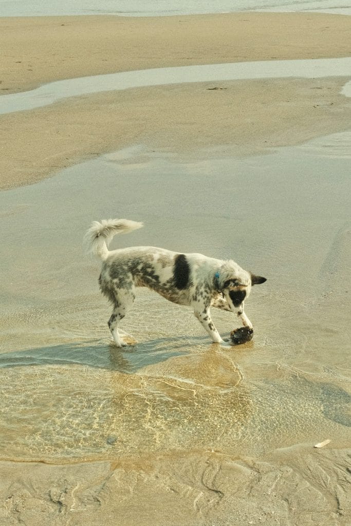 Inquisitive dog playing by the shore near Bournemouth