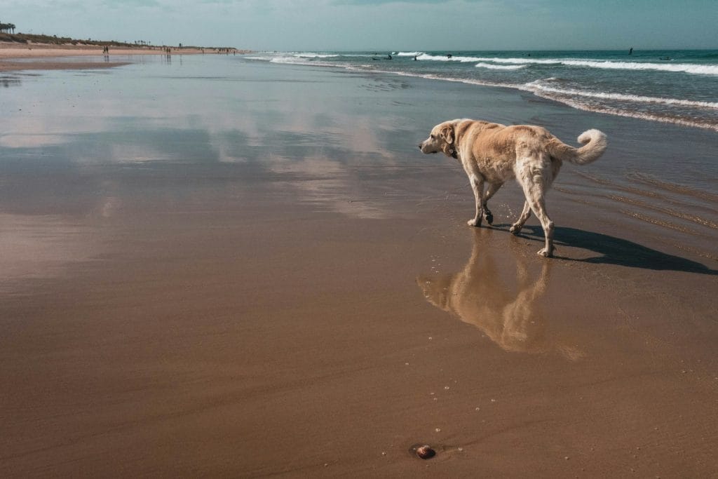 Dog walking along the shore of a Dorset beach