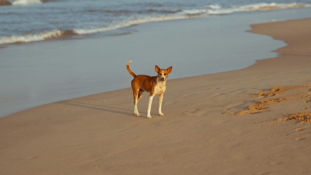 Brown and White dog standing by the sea in Burton Bradstock