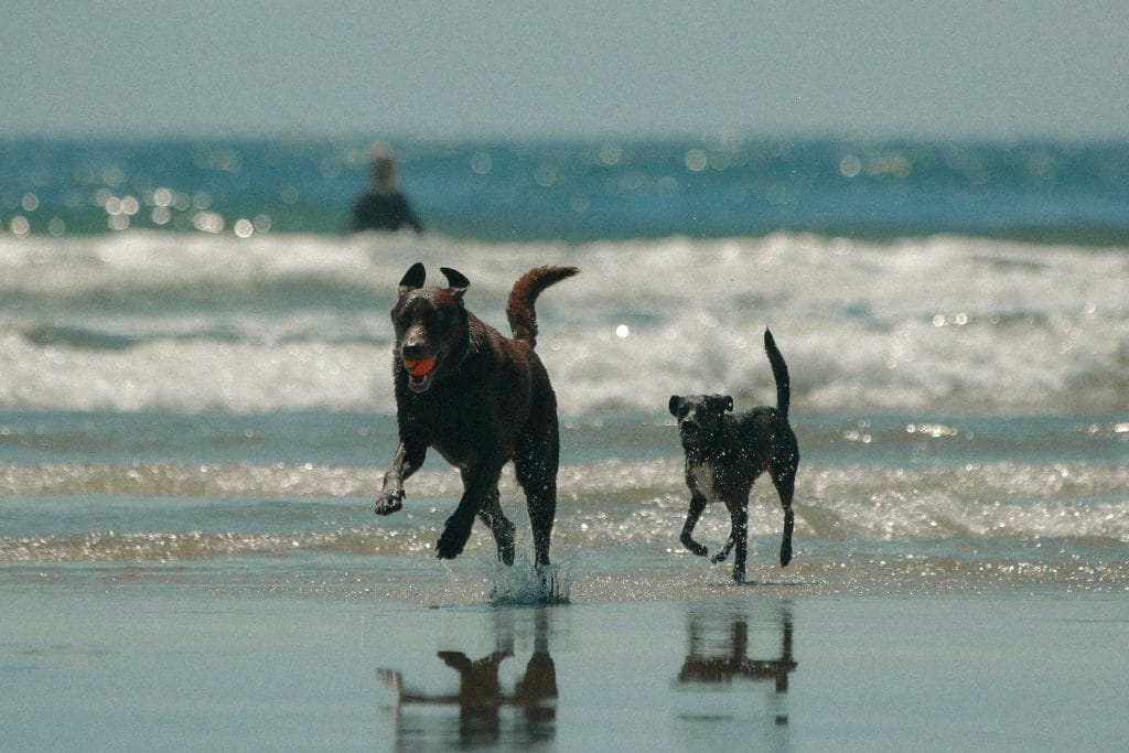 Two dogs running out of the sea with a ball
