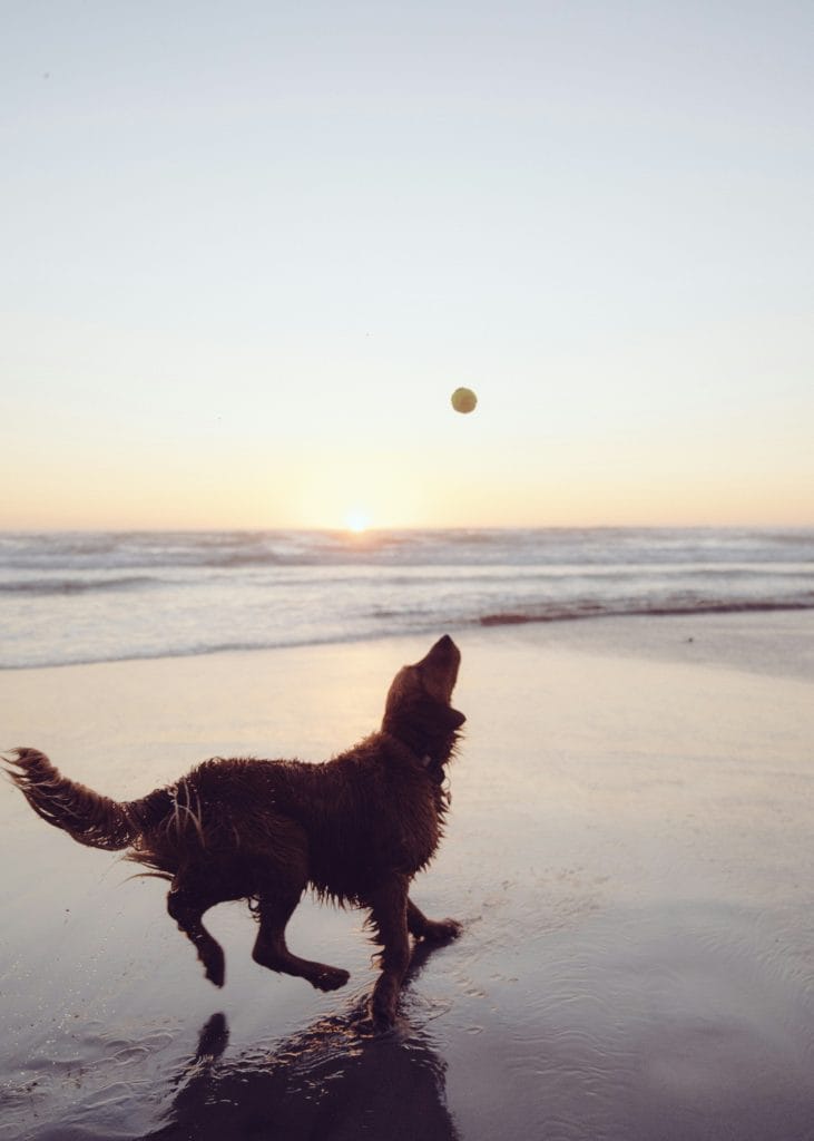 Dog catching a ball on Tenby beach