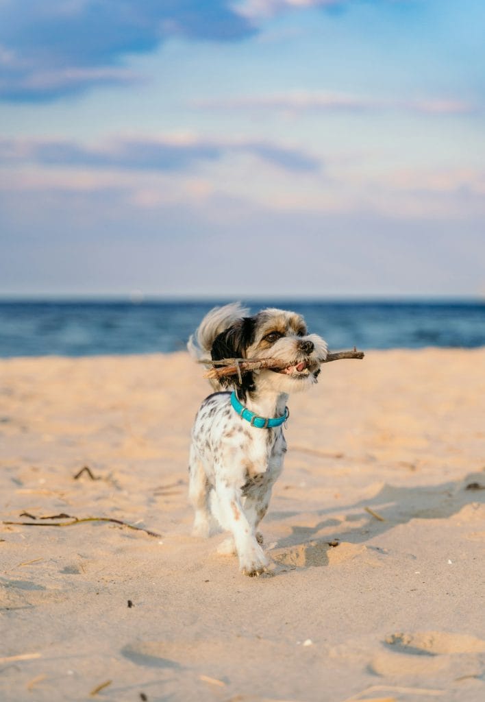 Small dog walking on the beach with a stick in its mouth