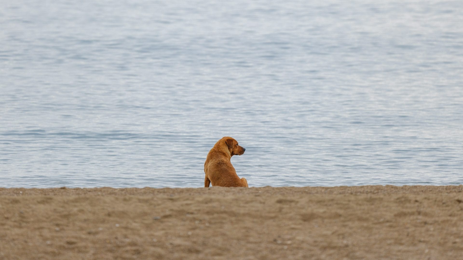Dog sitting by the sea on a Dorset dog friendly beach