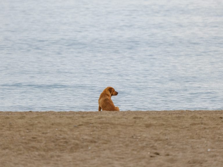 Dog sitting by the sea on a Dorset dog friendly beach