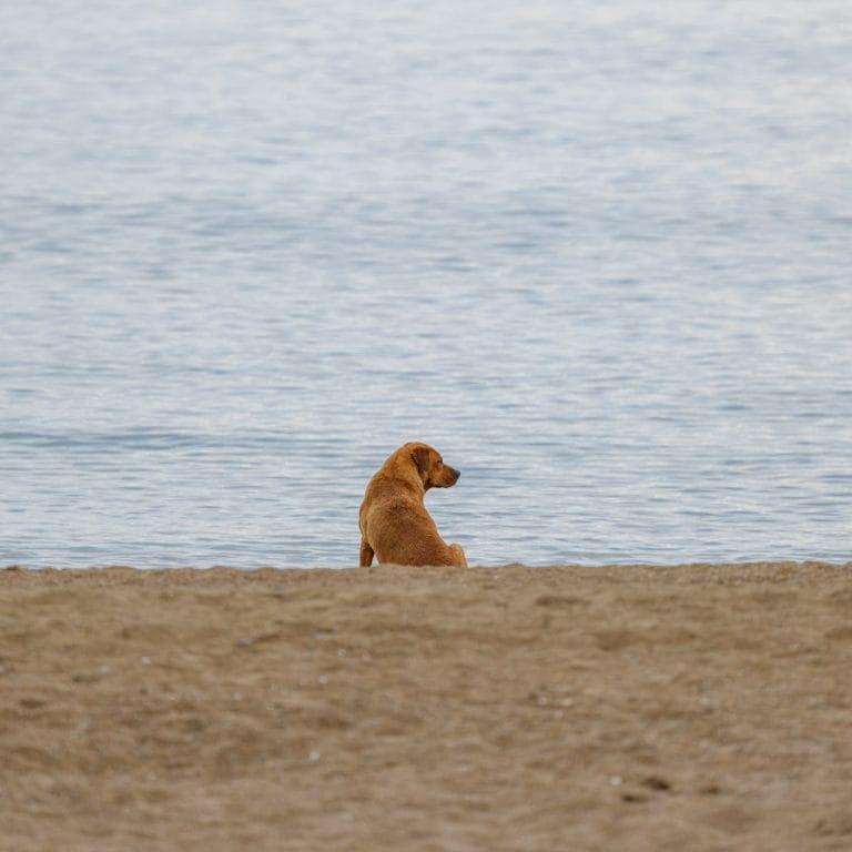 Dog sitting by the sea on a Dorset dog friendly beach