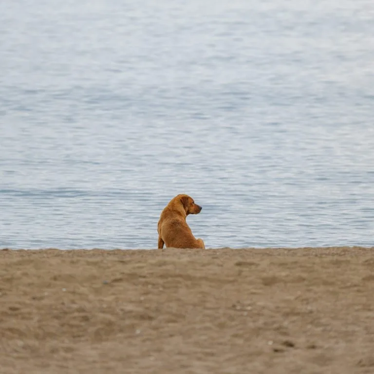 Dog sitting by the sea on a Dorset dog friendly beach