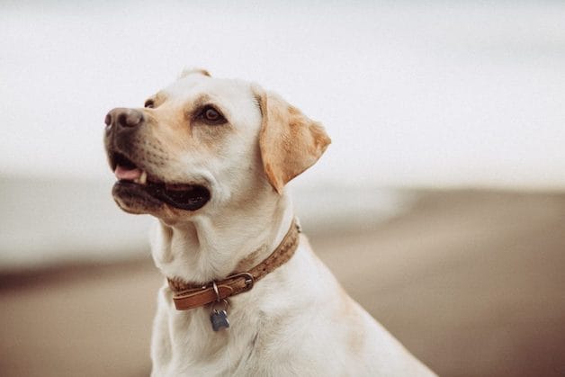 Cream labrador retriever sitting on the beach