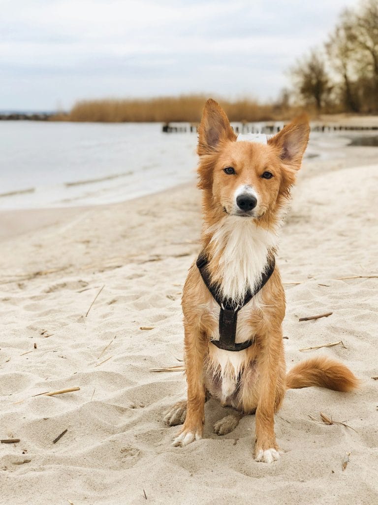Dog sitting up on the sandy beach in Pembrokeshire
