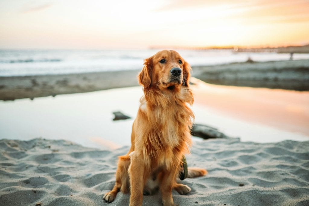 Well behaved hound on a dog friendly beach in Wales