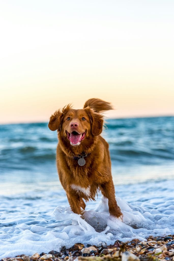 Energetic dog running in the shallow water by the sea