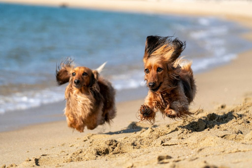 Two small dogs running side by side next to the waves