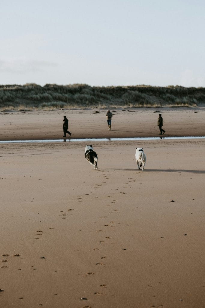 Dogs running on a Scottish Beach