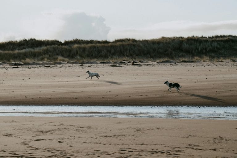 Two dogs running on the beach in Scotland