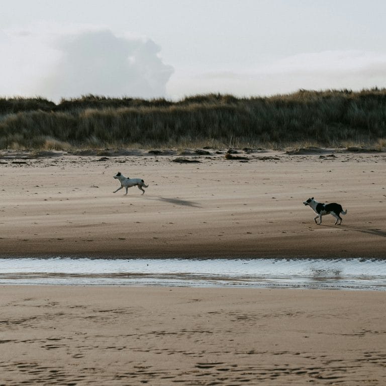 Two dogs running on the beach in Scotland
